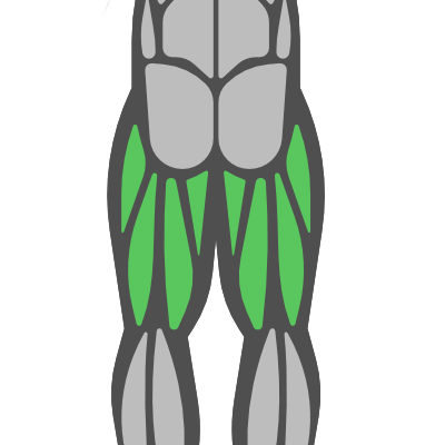 Sub Muscle