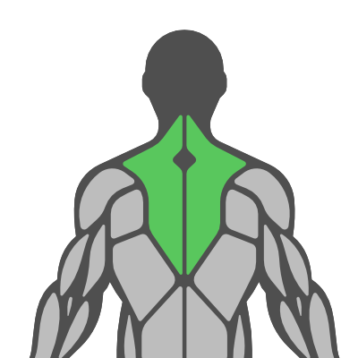 Sub Muscle