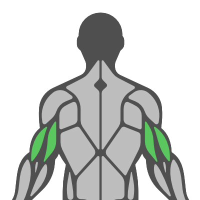 Sub Muscle