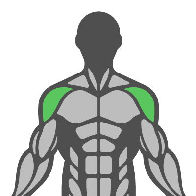 Sub Muscle