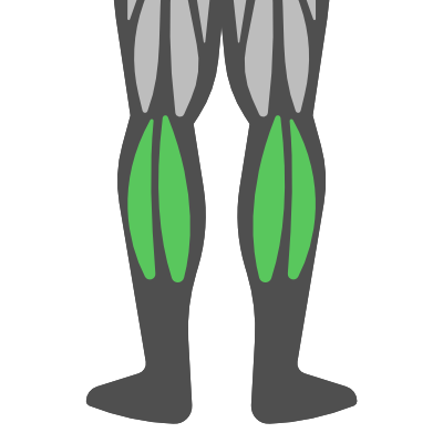 Sub Muscle