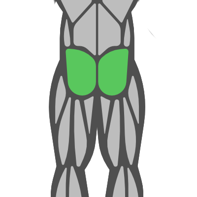 Sub Muscle
